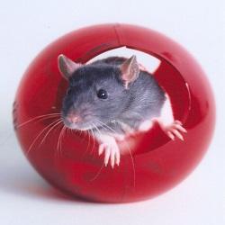 Animal Welfare